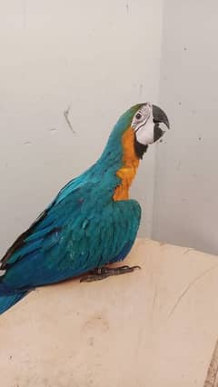 near to self macaw available