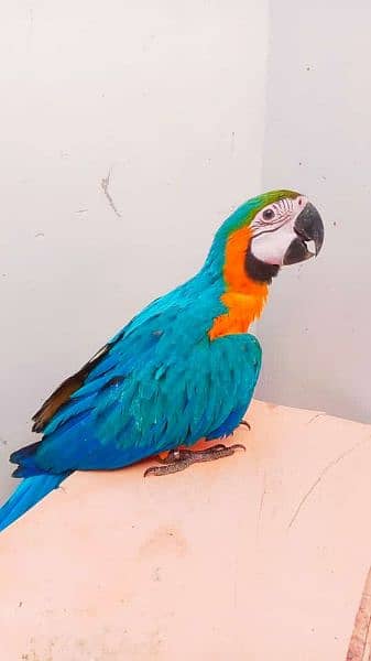 near to self macaw available 1