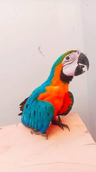 near to self macaw available 2