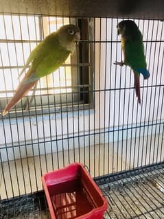 Sunchick /conures sale combo offer