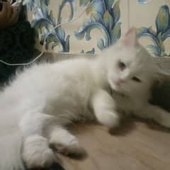 white Persian female cat 0