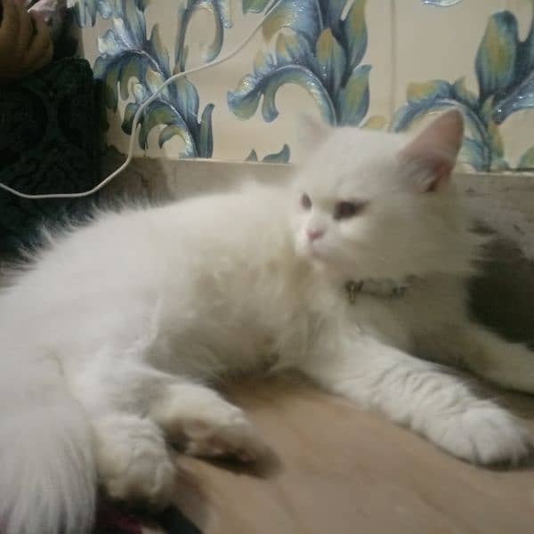 white Persian female cat 1