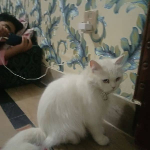 white Persian female cat 2