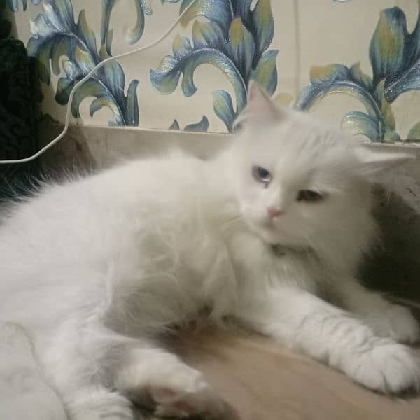 white Persian female cat 3