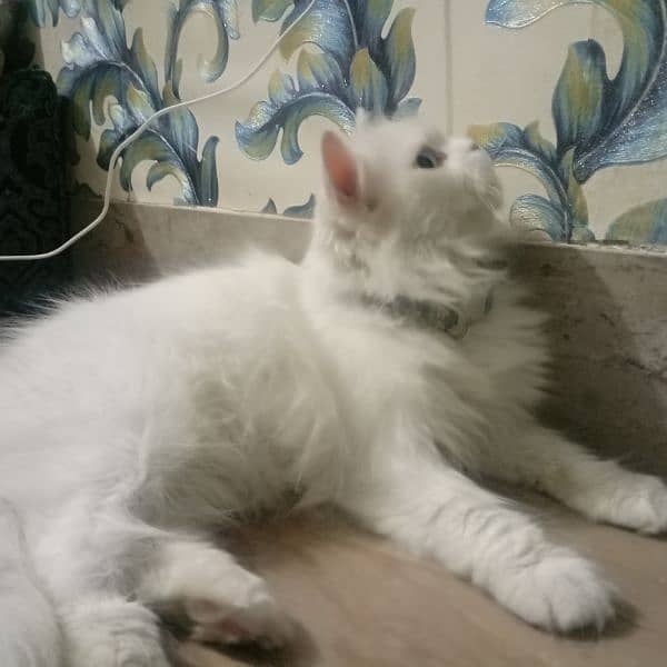 white Persian female cat 4