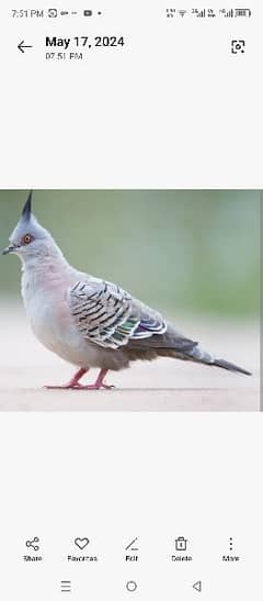 Crested dove 0