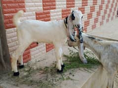 Urgent sell bakri or bacha for sell