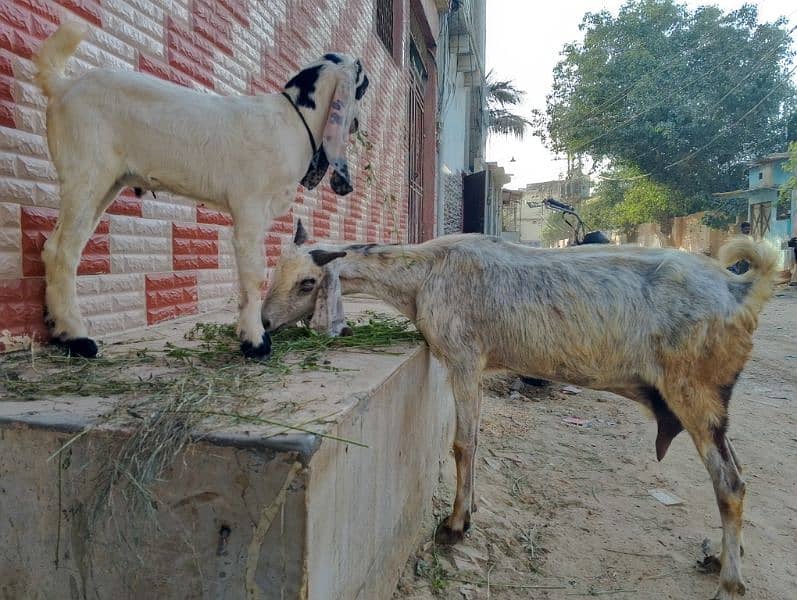 Urgent sell bakri or bacha for sell 1