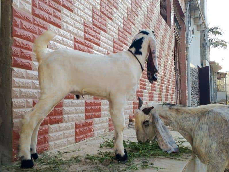 Urgent sell bakri or bacha for sell 2