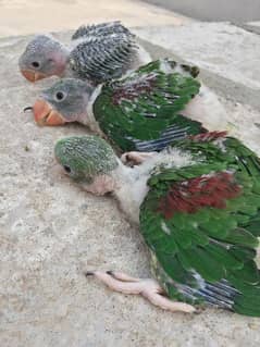 Kashmiri parrot chiks