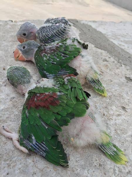 Kashmiri parrot chiks 5