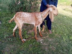 Makhi Cheeni Goat Woth two Female kids