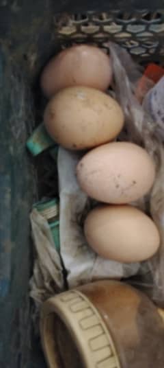 Shamoo eggs available for sell  pure gurented 2000