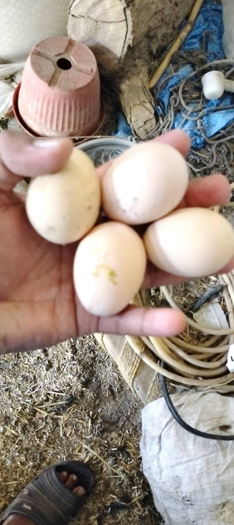 Shamoo eggs available for sell  pure gurented 2000 1