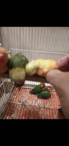 fisher and green parrot available both are hand tamed 0