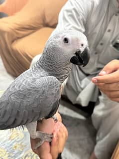 African gray