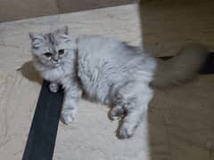 Persian triple coated kittens and cat