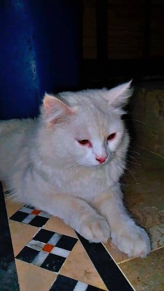 Persian cat 1