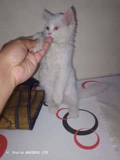 cat pure Russian white kitten 0