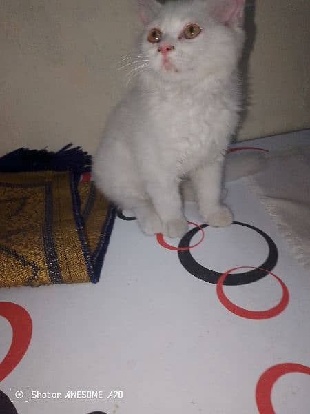 cat pure Russian white kitten 1