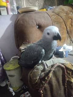 African grey chick