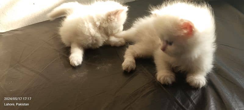 kittens 2