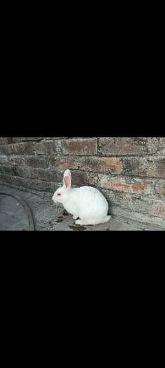 white rabbits for sale