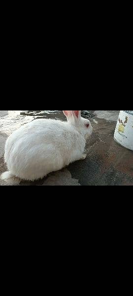 white rabbits for sale 2
