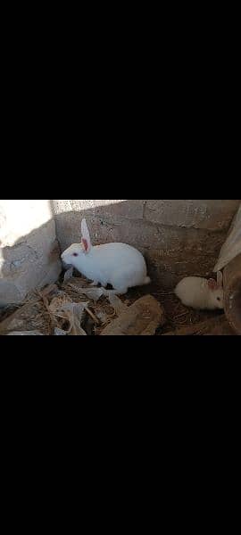 white rabbits for sale 4