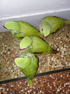 *_~ RAW PARROT ~*_
Female/male not confirmed
