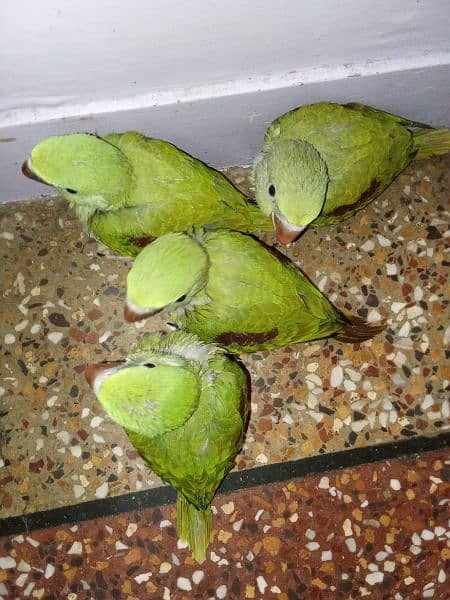 *_~ RAW PARROT ~*_
Female/male not confirmed 0