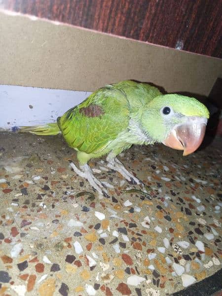*_~ RAW PARROT ~*_
Female/male not confirmed 2