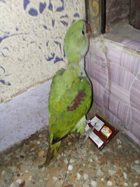 *_~ RAW PARROT ~*_
Female/male not confirmed 3