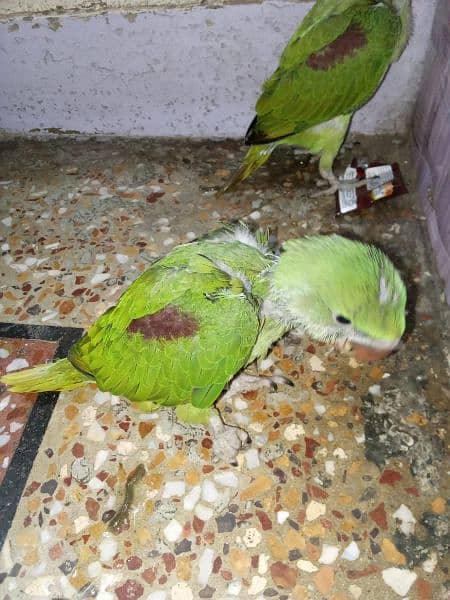 *_~ RAW PARROT ~*_
Female/male not confirmed 5