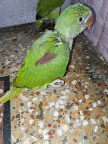 *_~ RAW PARROT ~*_
Female/male not confirmed 6