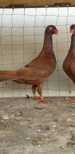 Danish pigeon.  fancy pigeons.      red danish.    pigeons 0