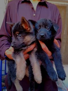 german shepherd puppies 0