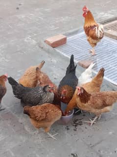 Hen's for sale 0