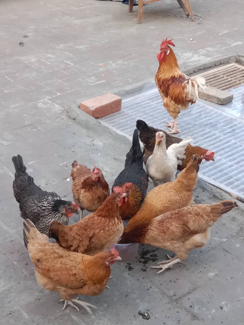 Hen's for sale 1