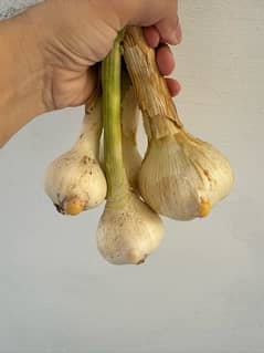 G1 Garlic ( Lehsen )