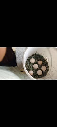 Thai aseel and shamo cross eggs for sale
