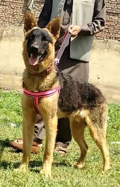 pure Bhagyary male age 10 month sequrty dogs 0