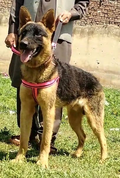 pure Bhagyary male age 10 month sequrty dogs 3