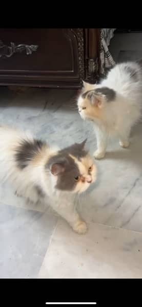 female Persian cat 2