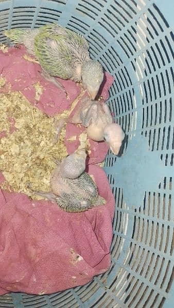 ringneck chicks home breed 3