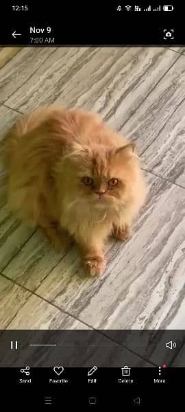 peke male available for meeting 2