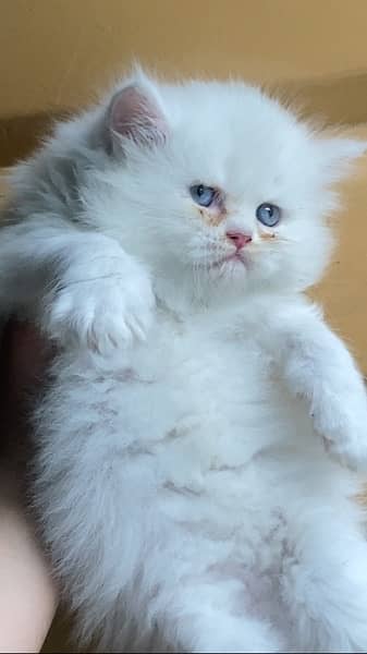 Persian kitten blue eyes punch face 0