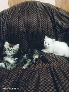 Persian kittens . 0