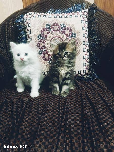 Persian kittens . 1
