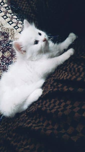 Persian kittens . 2